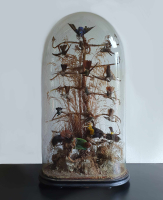 Victoriaanse stolp met o.a. 14 opgezette kolibri's